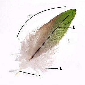 Archivo:Parts of feather modified