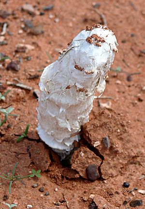 Archivo:Phellorinia herculeana1