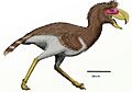 Phorusrhacos longissimusDB24
