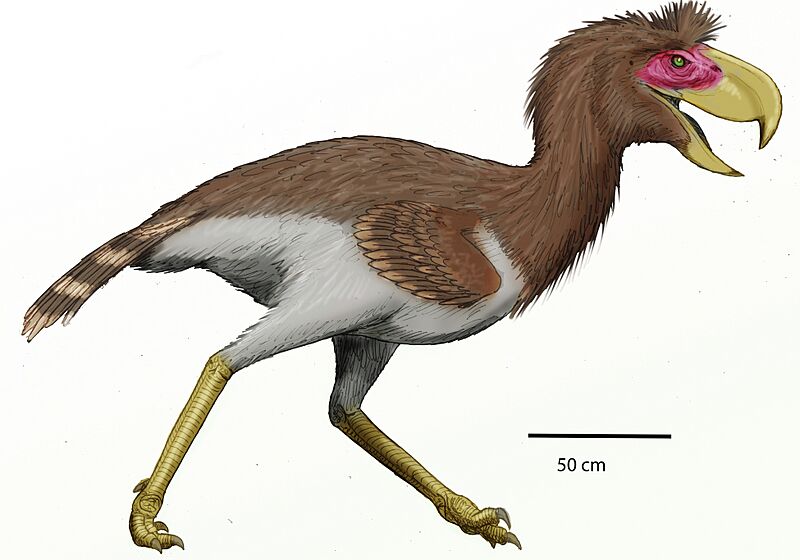 Phorusrhacos longissimusDB24