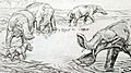 Platybelodon