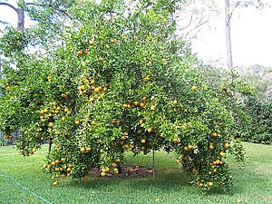 Archivo:Ponkan tree in Florida