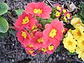 Primula varia 03-04-2005 12.02.42