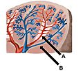 Red Pulp and White Pulp of the Spleen
