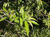 Salix canarienisis05.JPG