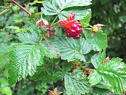 Salmonberry with leaves.jpg