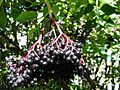 Sambucus nigra fruit kpjas 26082005 1