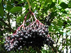 Archivo:Sambucus nigra fruit kpjas 26082005 1