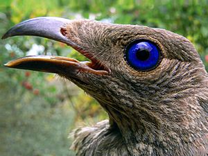 Archivo:Satin bowerbird