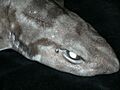 Scyliorhinus meadi noaa