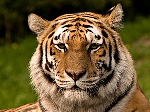 Archivo:Siberischer tiger de edit02