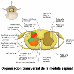 Spinal Cord Sectional Anatomy-es.png
