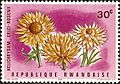 Stamp of Rwanda - 1966 - Colnect 468727 - Helichrysum erici rosenii