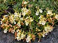Teucrium montanum