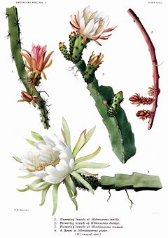 The Cactaceae Vol II, plate XXXIX filtered.jpg