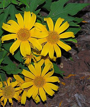 Archivo:Tithonia diversifolia, a Mexican Sunflower in Africa. (9439108054)