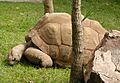 Tortoise.aldabra.750pix