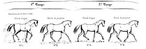 Archivo:Trot - Atlas de la méthode de haute école de Raabe 1863