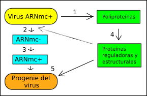 Archivo:Virus +ssRNA a es