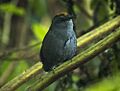 Wrenthrush - Central Highlands - Costa Rica MG 6965 (26603415282)
