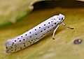 Yponomeuta evonymella01