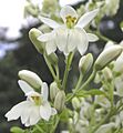 辣木 Moringa oleifera -新加坡植物園 Singapore Botanic Gardens- (9237473791)