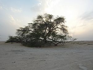 Archivo:2010-03 Tree of Life Bahrain