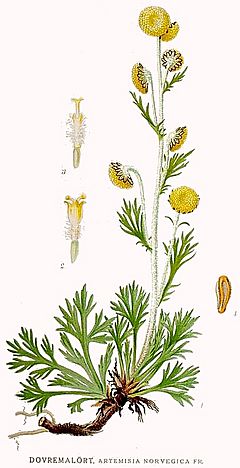 Archivo:536 Artemisia norvegica
