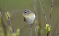 8G7D6600-PhillyVireo