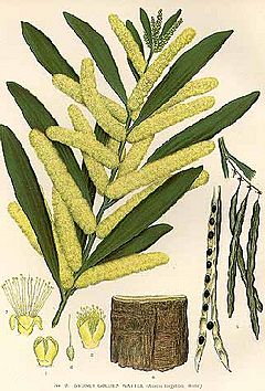 Archivo:Acacia-longifolia