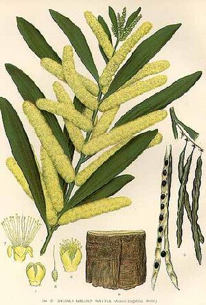Archivo:Acacia-longifolia
