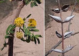 Acacia cochliacantha, the Boat Spine Acacia (10078291814)