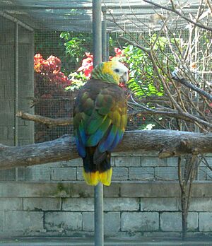 Archivo:Amazona guildingii -Botanical Gardens -Kingstown -Saint Vincent-8a