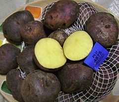 Archivo:Andean black potato 2