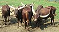 Ankole-Watusi Orfeo1