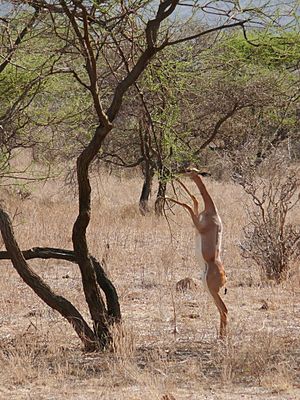 Archivo:Antilope girafe debout