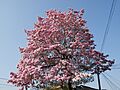 Arbol de Maquilishuat