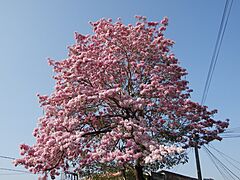 Arbol de Maquilishuat
