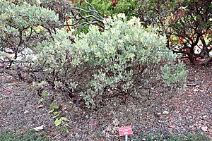 Archivo:Arctostaphylos canescens subsp. sonomensis - Regional Parks Botanic Garden, Berkeley, CA - DSC04374
