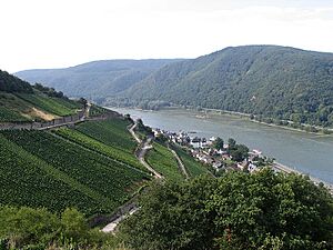 Archivo:Assmannshausen Hoellenberg