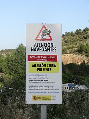Archivo:Atención mejillón cebra