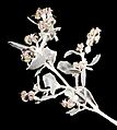 Atriplex nummularia - Flickr - Kevin Thiele