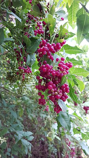 Archivo:Bosea yervamora berries
