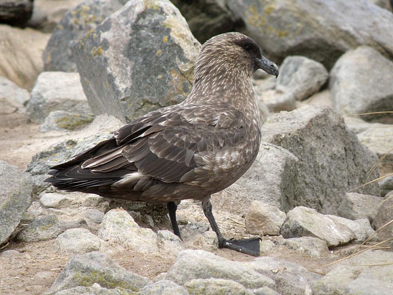 BrownSkua4