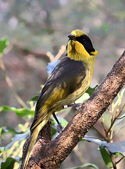 Captively bred Helmeted Honeyeater at the Healesville Sanctuary in Healesville, Victoria, Australia.jpg