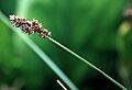 Carexcusickii