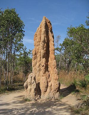 Archivo:Cathedral Termite Mound - brewbooks