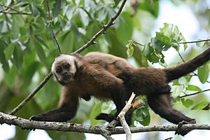 Archivo:Cebus apella macrocephalus (Brown Capuchin Monkey)