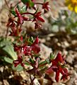 Centrostegia thurberi 3