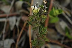 Chromolaena bullata.jpg